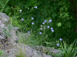 Attēlu rezultāti vaicājumam “Campanula rotundifolia”
