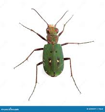 Attēlu rezultāti vaicājumam “Cicindela campestris”