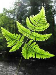 Attēlu rezultāti vaicājumam “Gymnocarpium robertianum”