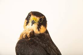 Attēlu rezultāti vaicājumam “Falco subbuteo”