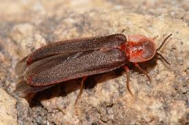 Attēlu rezultāti vaicājumam “Lampyridae”