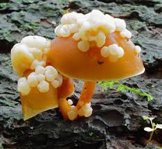 Attēlu rezultāti vaicājumam “Collybia sp.”