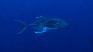 Image result for Caranx latus