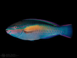 Image result for Scarus taeniopterus