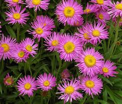 Image result for Aster alpinus