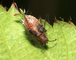 Attēlu rezultāti vaicājumam “Kleidocerys resedae imago”