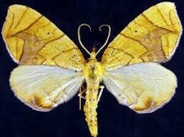 Attēlu rezultāti vaicājumam “Eulithis sp.”