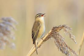 Attēlu rezultāti vaicājumam “Acrocephalus schoenobaenus adult”