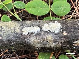 Attēlu rezultāti vaicājumam “Ceriporia viridans”