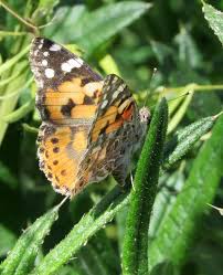 Attēlu rezultāti vaicājumam “Vanessa cardui upperside”