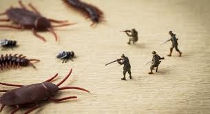 Image result for ゴキブリ報告所