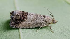 Attēlu rezultāti vaicājumam “Cydia splendana”