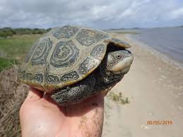Image result for Malaclemys terrapin