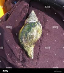 Image result for Cinctura hunteria