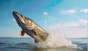 Image result for Airdrie & District Angling Club