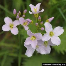 Attēlu rezultāti vaicājumam “Cardamine pratensis flower”