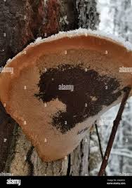 Attēlu rezultāti vaicājumam “Phellinus alni”