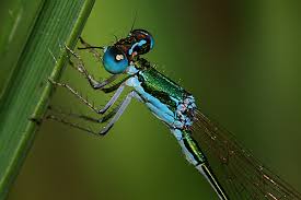 Attēlu rezultāti vaicājumam “Nehalennia speciosa”