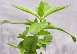 Attēlu rezultāti vaicājumam “Mentha arvensis leaf”