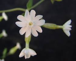 Attēlu rezultāti vaicājumam “Silene latifolia subsp. alba flower”