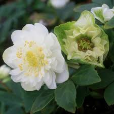 Attēlu rezultāti vaicājumam “Helleborus niger”