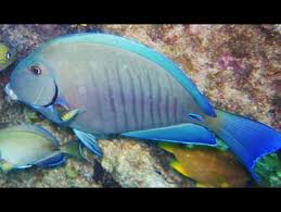 Image result for Acanthurus chirurgus