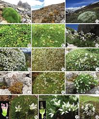 Attēlu rezultāti vaicājumam “Arenaria procera”