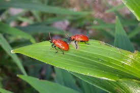 Attēlu rezultāti vaicājumam “Lilioceris lilii”