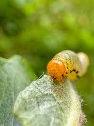 Attēlu rezultāti vaicājumam “Pristiphora maesta”