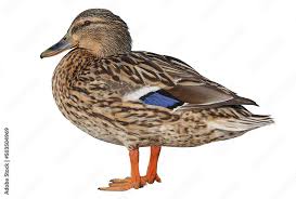 Attēlu rezultāti vaicājumam “Anas platyrhynchos female”