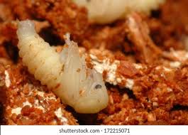 Attēlu rezultāti vaicājumam “Ceruchus chrysomelinus imago”