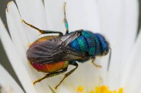 Attēlu rezultāti vaicājumam “Hedychrum sp.”