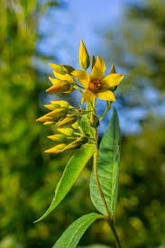 Attēlu rezultāti vaicājumam “Lysimachia vulgaris”