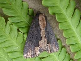 Attēlu rezultāti vaicājumam “Dypterygia scabriuscula”