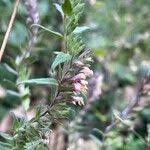 Attēlu rezultāti vaicājumam “Odontites vulgaris fruit”