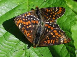 Attēlu rezultāti vaicājumam “Euphydryas maturna upperside”