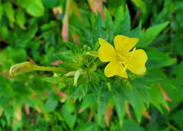 Attēlu rezultāti vaicājumam “Oenothera biennis flower”