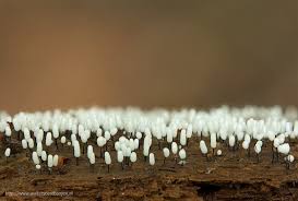 Attēlu rezultāti vaicājumam “Comatricha alta stalked”