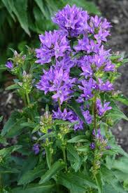 Attēlu rezultāti vaicājumam “Campanula glomerata”