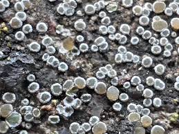 Attēlu rezultāti vaicājumam “Trapelia coarctata”