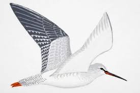 Image result for Tringa erythropus