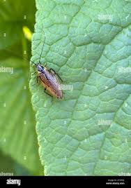 Attēlu rezultāti vaicājumam “Ectobius sylvestris”