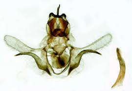 Attēlu rezultāti vaicājumam “Eana argentana”