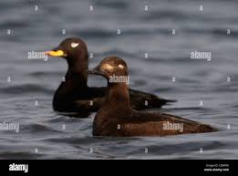 Attēlu rezultāti vaicājumam “Melanitta fusca”