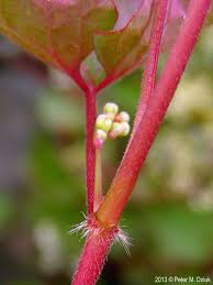 Attēlu rezultāti vaicājumam “Fallopia convolvulus leaf”