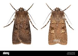 Attēlu rezultāti vaicājumam “Euxoa nigricans”