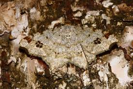 Attēlu rezultāti vaicājumam “Macaria notata”