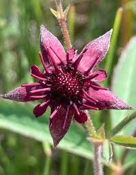 Attēlu rezultāti vaicājumam “Comarum palustre flower”