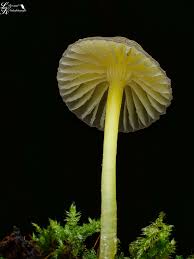 Attēlu rezultāti vaicājumam “Arrhenia spatulata”