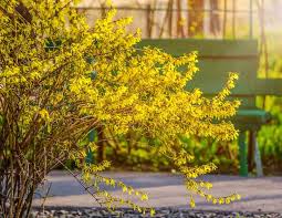 Attēlu rezultāti vaicājumam “Forsythia”